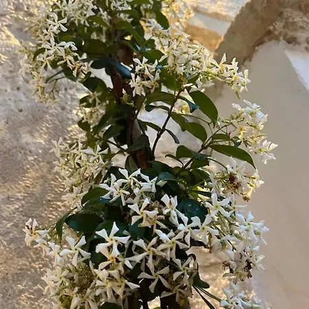 Dimora Martina Oda ve Kahvaltı Loseto