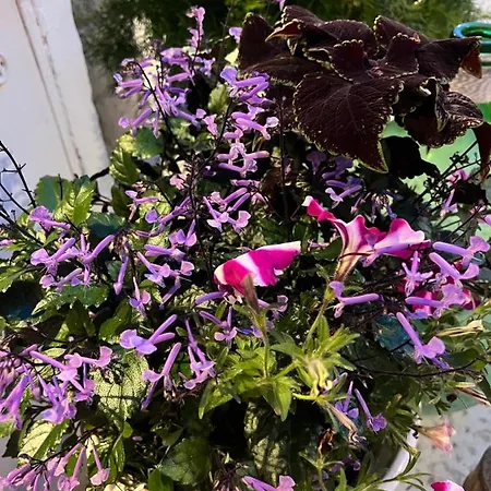 Dimora Martina Bed & Breakfast