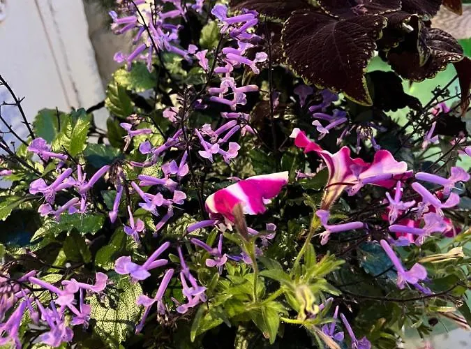 Dimora Martina فندق مبيت وإفطار